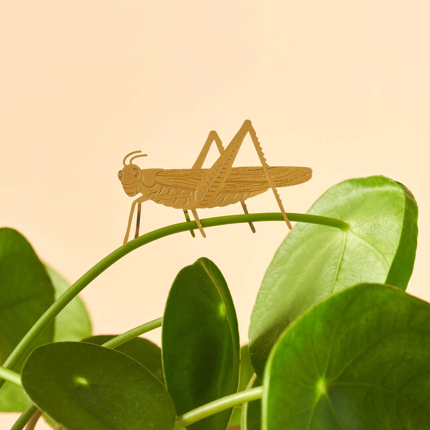 Plant Animal - Grasshopper insect plant decoration