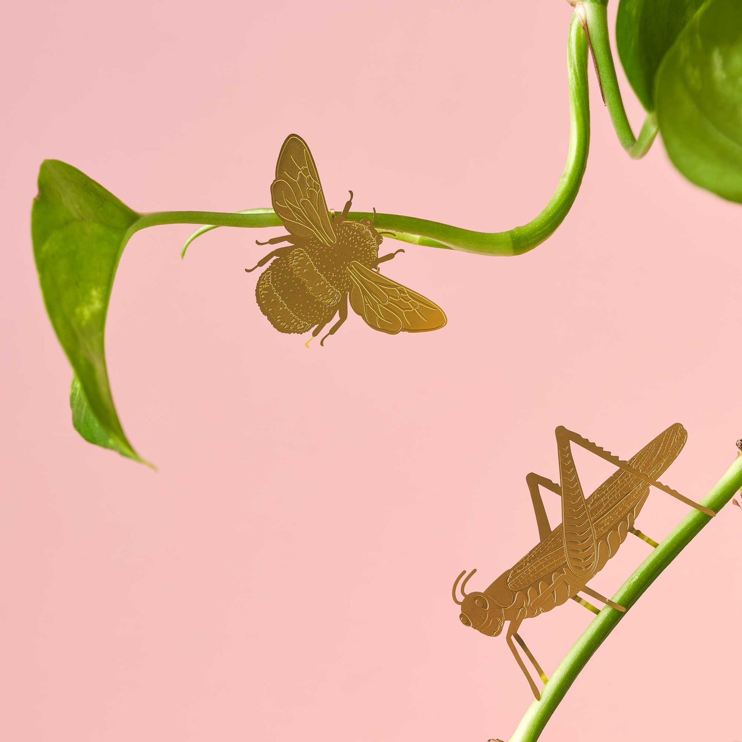 Plant Animal - Grasshopper insect plant decoration