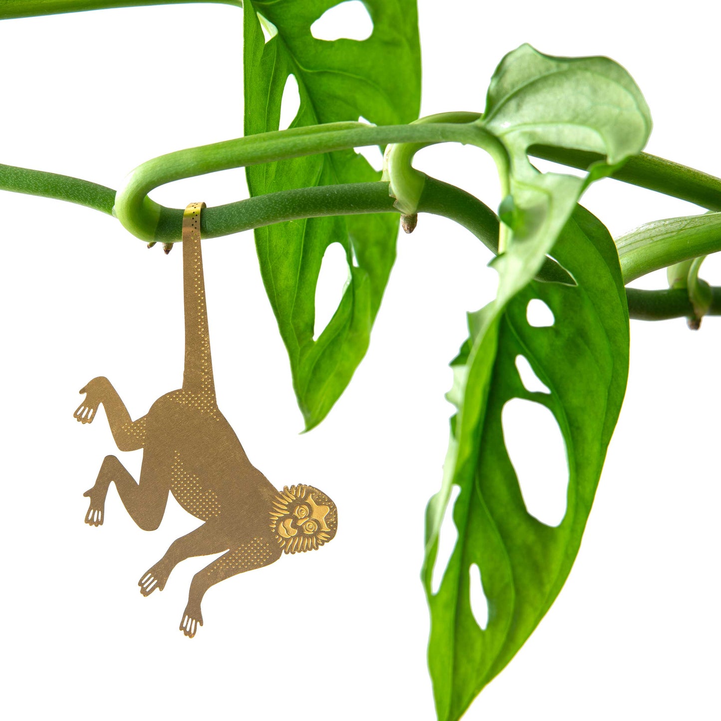 Plant Animal - Spider Monkey, fun house plant gift