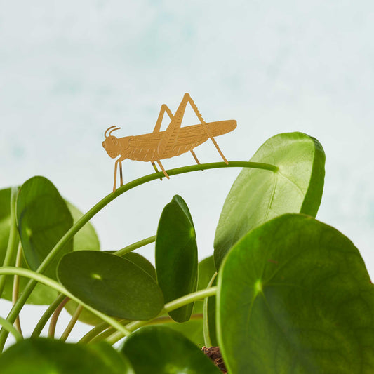 Plant Animal - Grasshopper insect plant decoration