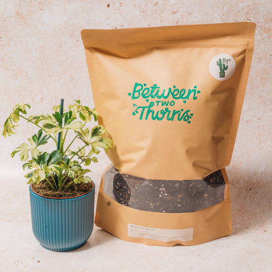 Cacti and Succulent Soil: 1kg